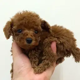 トイ・プードル