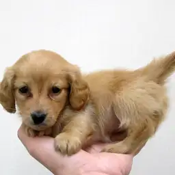 カニンヘン・ダックスフント