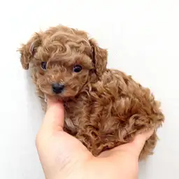 トイ・プードル