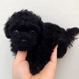 トイ・プードル