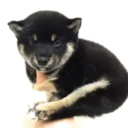 柴犬