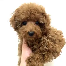 トイ・プードル