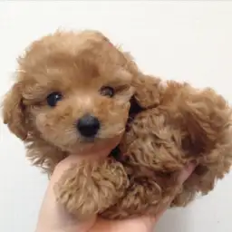 トイ・プードル