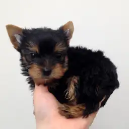 ヨークシャーテリア