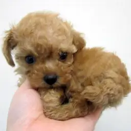 トイ・プードル