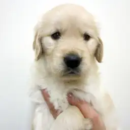 ゴールデンレトリバー