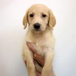 MIX（ラブラドール×プードル）