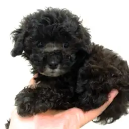 トイ・プードル