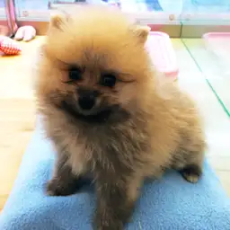 ポメラニアン