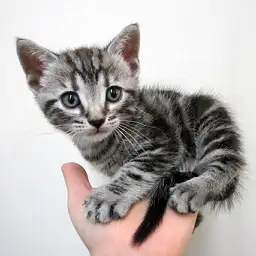 アメリカンショートヘア