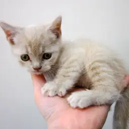 ブリティッシュショートヘア