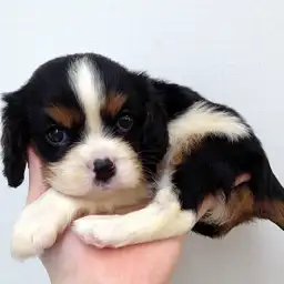 キャバリア・キングチャールズ・スパニエル