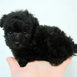 トイ・プードル