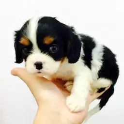 キャバリア・キングチャールズ・スパニエル