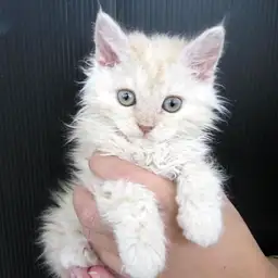 セルカークレックス