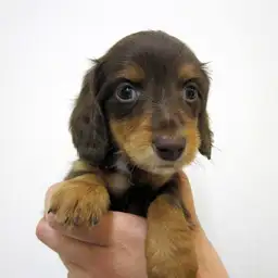 ミニチュア・ダックスフント