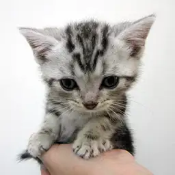 アメリカンショートヘア