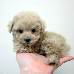 トイ・プードル