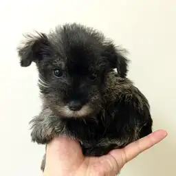 ミニチュア・シュナウザー