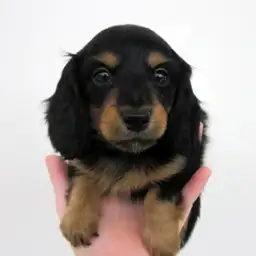 カニンヘン・ダックスフント