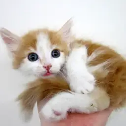 ノルウェージャンフォレストキャット