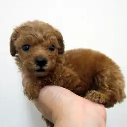 トイ・プードル
