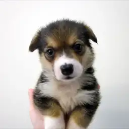 ウェルシュコーギーペンブローク