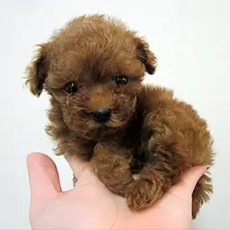 トイ・プードル