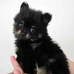 ポメラニアン
