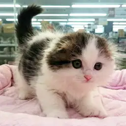 スコティッシュフォールド