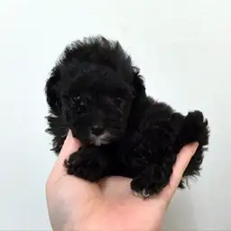 トイ・プードル