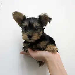 ヨークシャーテリア