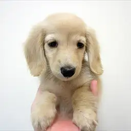 ミニチュア・ダックスフント