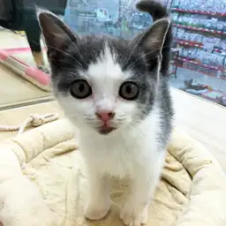 ブリティッシュショートヘア