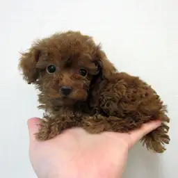 トイ・プードル