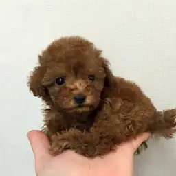 トイ・プードル