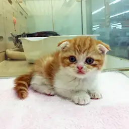 スコティッシュフォールド