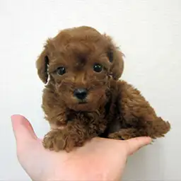 トイ・プードル