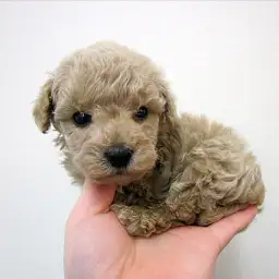 トイ・プードル