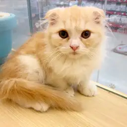 スコティッシュフォールド