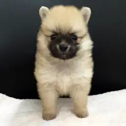 ポメラニアン