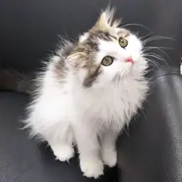 スコティッシュフォールド