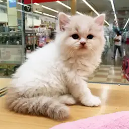 スコティッシュフォールド