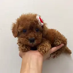 トイ・プードル