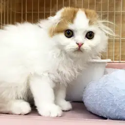 スコティッシュフォールド