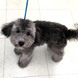 トイ・プードル