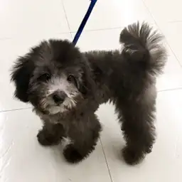 トイ・プードル