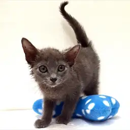 ロシアンブルー