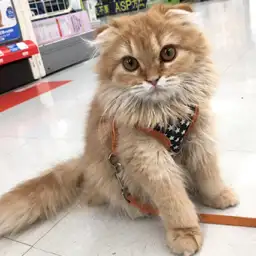 スコティッシュフォールド