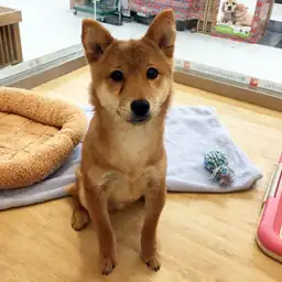柴犬